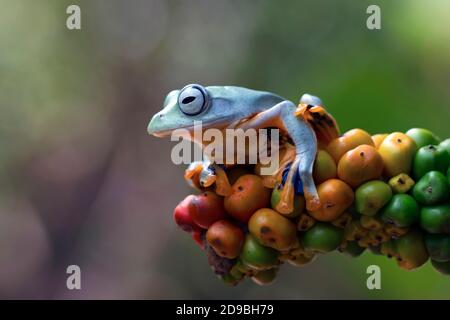 Javan tree frog on a plant, Indonesia Stock Photo