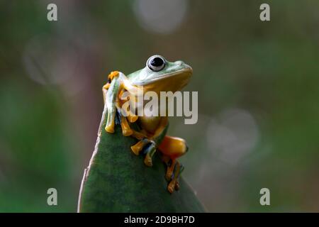 Javan tree frog on a plant, Indonesia Stock Photo