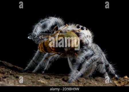 Jumping spider eating an insect, Indonesia Stock Photo