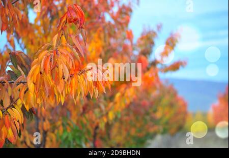 rich autumn colors of a fruit trees in an orchard image Stock Photo