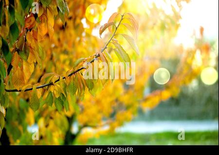 rich autumn colors of a fruit trees in an orchard image Stock Photo