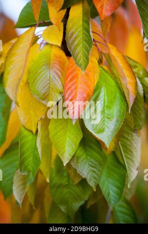 rich autumn colors of a fruit trees in an orchard image Stock Photo