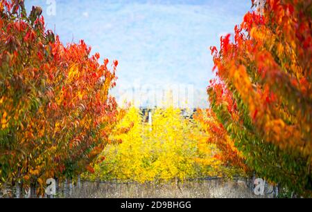 rich autumn colors of a fruit trees in an orchard image Stock Photo