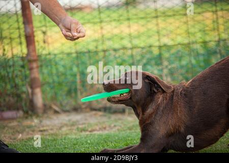 Labrador dog plays with Frisbee in countryside outdoor Stock Photo