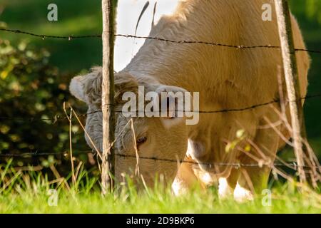 portrait of charolais cow in pasture Stock Photo