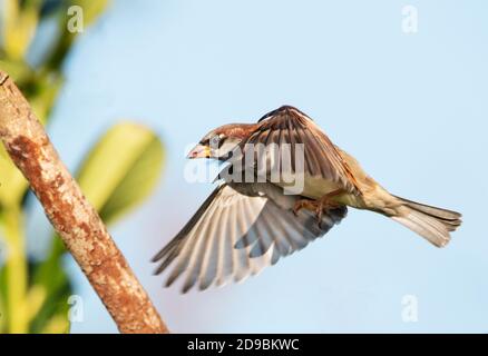 House Sparrow, Passer domesticus, in a Bedfordshire Garden, Autumn 2020, UK/ Stock Photo