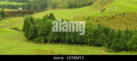 Beautiful landscape sceneries in Azores Portugal. Tropical nature in Sao Miguel Island, Azores. Panorama Stock Photo