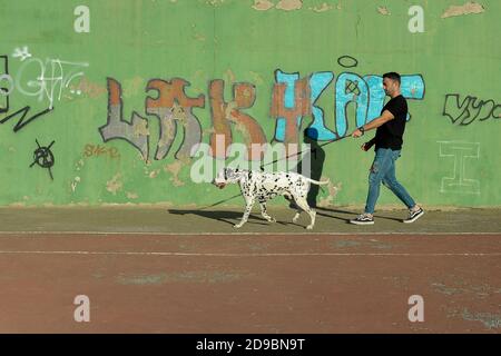 Man walking a dalmatian dog. Pets concept Stock Photo