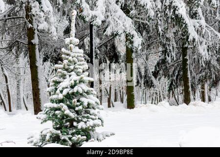 A small green Christmas tree covered with white fluffy snow grows on a forest edge against a dark winter forest Stock Photo