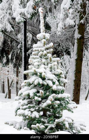 A small green Christmas tree covered with white fluffy snow grows on a forest edge against a dark winter forest Stock Photo