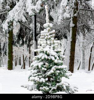 A small green Christmas tree covered with white fluffy snow grows on a forest edge against a dark winter forest Stock Photo