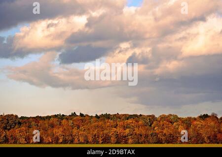 Storm Brewing. Panoramic view of trees and cloudy sky mixed with sunlight. Stock Photo