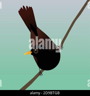 A digital vector drawing of a male blackbird. He sits on a sloping branch and leans forward so his tail points upwards. Stock Vector