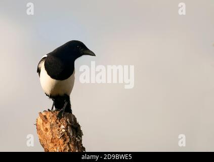 Magpie (Pica pica) perched, Warwickshire Stock Photo