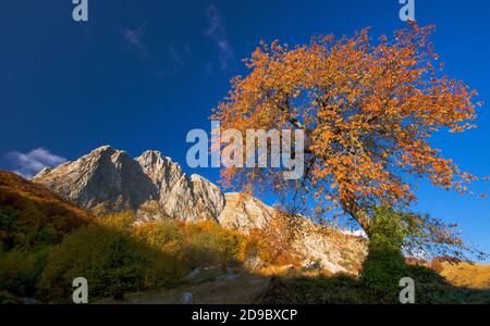 a beech tree in the Capocatino plateau framing the Roccandagia peak of the Apuan Alps, Tuscany Stock Photo