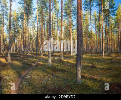 Thinned European taiga forest growing at glacial esker and growing young pine trees ( pinus sylvestris ) at Spring, Finland Stock Photo