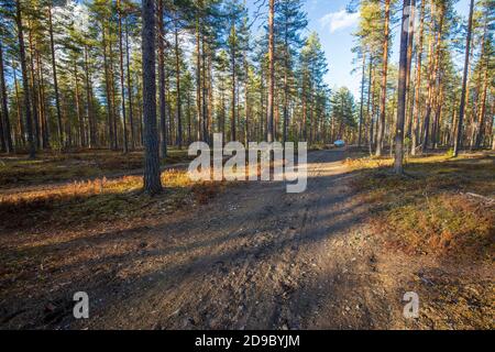 European taiga forest growing at glacial esker and growing young pine trees ( pinus sylvestris ) at Spring, Finland Stock Photo