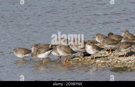 Common redshanks (Tringa totanus) and a Ruff (Calidris pugnax) roosting on the margins of a marshland pool at high tide on a windy day, Gloucestershir Stock Photo