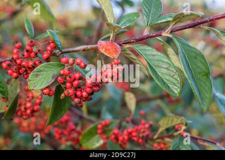Red berries of Cotoneaster. Part of annual growth cycle sequence. Either Cotoneaster lacteus or Cotoneaster frigidus = C. Cornubia. Stock Photo