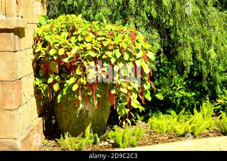 Red-hot cat's tail flowers Latin name Acalypha hispida Stock Photo