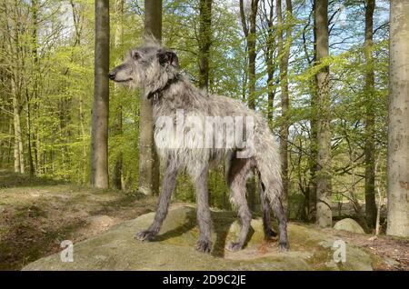 Full body picture of a grey male Scottish Deerhound standng on a large stone in a freshly burst beech forest with light green leaves. Stock Photo