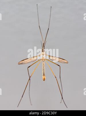 Crane Fly or Tipula or Daddy-Longlegs on the Wall Stock Photo