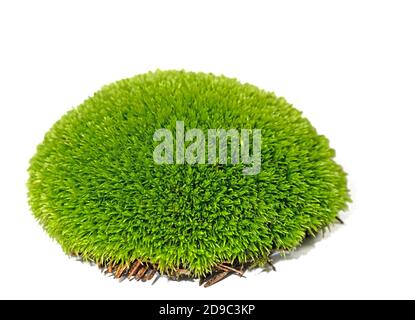 Moss pillow isolated against a white background Stock Photo
