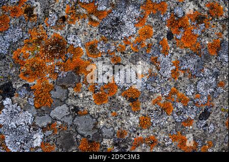 orange colored lichen growing on a rock Stock Photo