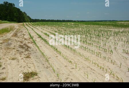 Farming and agriculture: planting and growing corn on dry sandy soil. Rows of corn sprouts in the field in spring. Stock Photo
