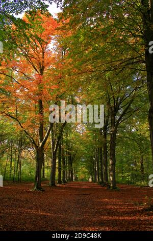 Beautiful autumn scenery in a forest. Two rows of parallel trees with orange and red foliage. Dirt road in the middle. Stock Photo