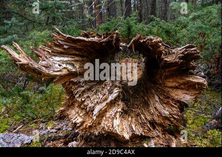 hollow dead tree log in pine forest in Jasper National Park, Canada Stock Photo