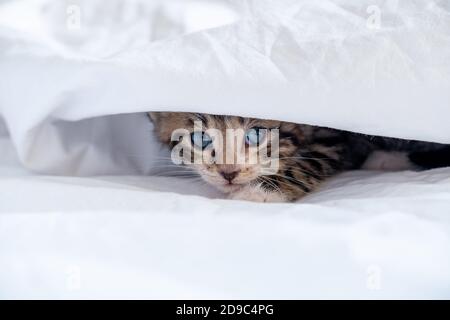 Small smiling striped kitten lying on back sleeping on white blanket. Concept of cute adorable pets cats Stock Photo