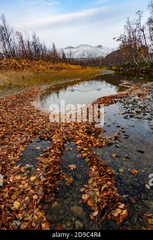 Autumn leaves in a stream in Rapa valley with the reflection of a mountain peak, Sarek National Park, Sweden Stock Photo