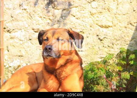 Beautiful brown dog lying on the ground. Head of a Malian shepherd lying on a garden terrace in the sun. Stock Photo