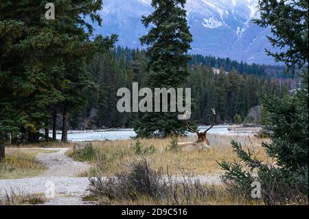 large male elk sitting in the grass with large antlers in Jasper National Park, Canada Stock Photo