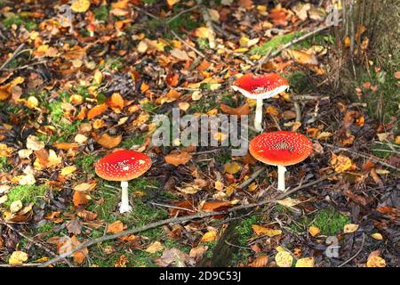 Red Fly Agaric, Amanita muscaria, growing in a pine forest near Haltern, Germany Stock Photo