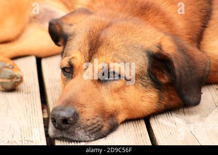Beautiful brown dog lying on the ground. Head of a Malian shepherd lying on a garden terrace in the sun. Stock Photo