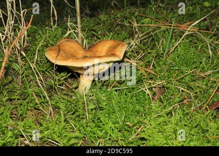 Bald Krempling, Paxillus involutus, growing in a forest near Marl, Germany Stock Photo