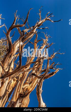 Bristlecone Pine branches show the results of years of weathering from the harsh winds and cold temperaturess at 10,000 foot altitudes. Stock Photo