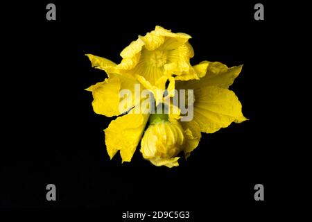 Winter melon squash bud with bloomed flowers close up isolated on black background Stock Photo