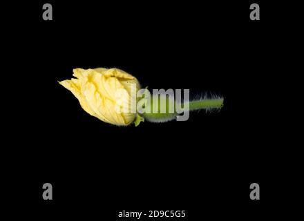 Winter melon squash bud with flower close up isolated on black background Stock Photo