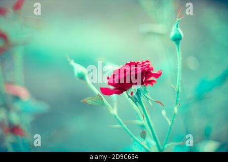 red rose flower bush grow in winter garden. Stock Photo