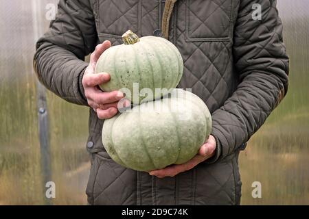 Cropped man in a jacket holding in his hands the grey pumpkin. Stock Photo