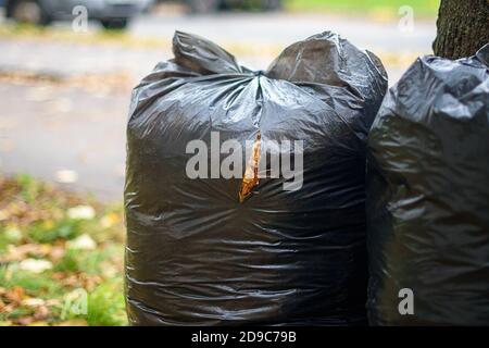 Lots of black trash bags with autumn leaves in them around a tree Stock  Photo - Alamy