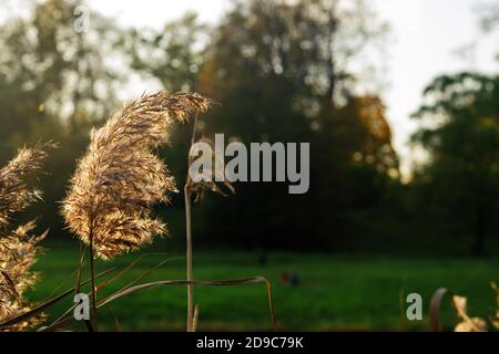 Selective soft focus of beach dry grass, reeds, stalks at pastel sunset light, blurred sea on background Stock Photo