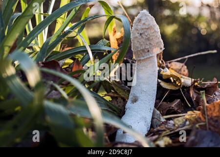 Common stinkhorn, (Phallus impudicus) (Witch’s egg) fungus, backlit on forest floor amongst shrubs and autumn leaves. Stock Photo
