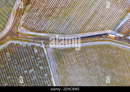 Top view on the field with a harvest of winter crops and road covered by snow in winter at sunlight Stock Photo