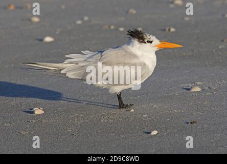 royal tern (Thalasseus maximus) adult in summer plumage, standing on ...