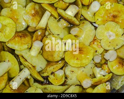 Harvest of edible forest mushroom tricholoma equestre. Stock Photo