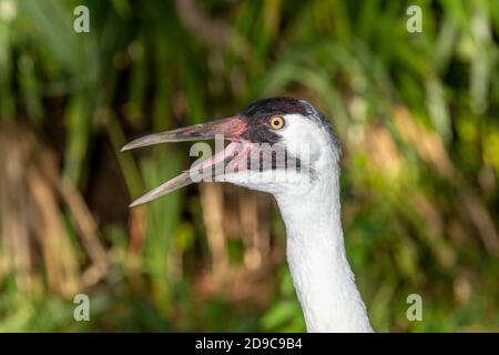 Closeup of squawking whooping crane